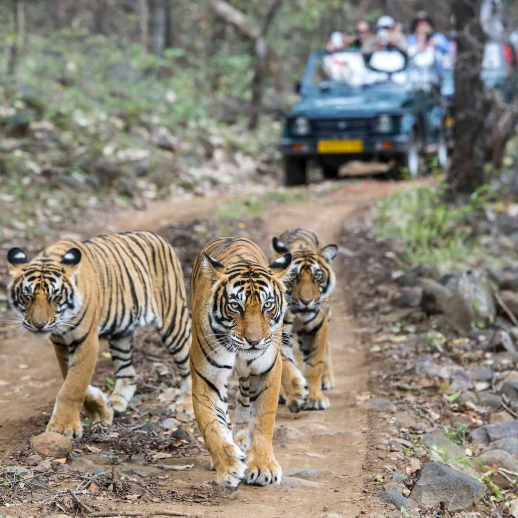 Ranthambore Wildlife Tour