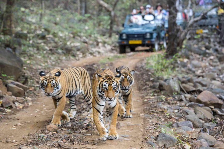 Ranthambore Wildlife Tour