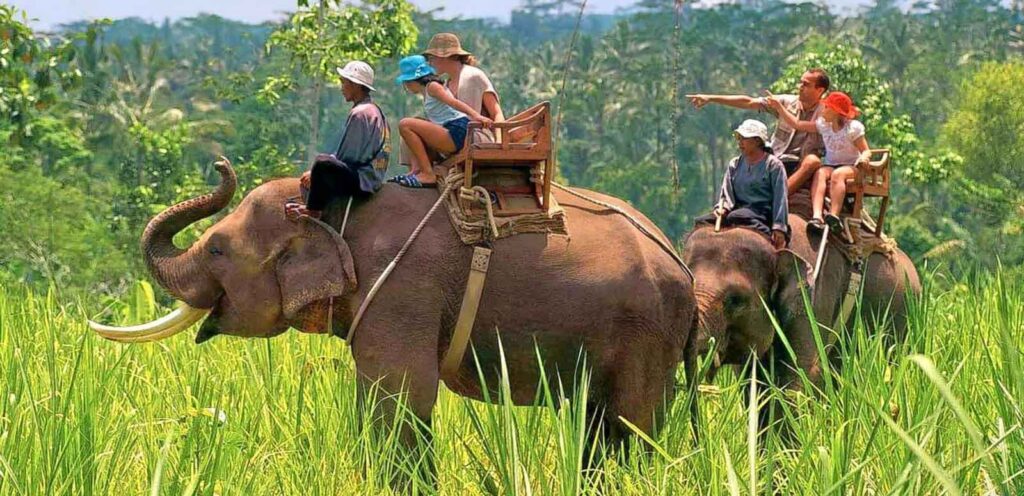 safari in jim corbett national park uttarakhand